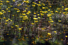 Ranunculus flabellaris