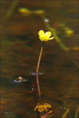 Ranunculus flabellaris