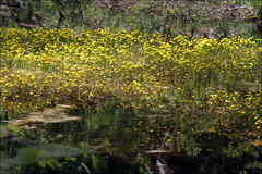 Ranunculus flabellaris
