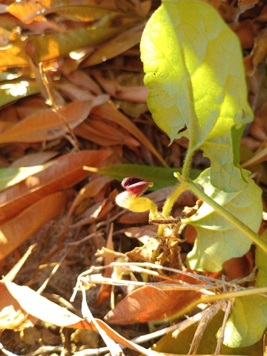 Aristolochia tresmariae