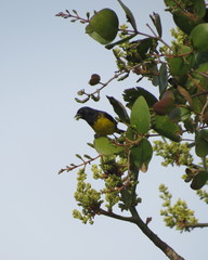 Spinus xanthogastrus