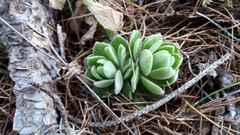 Sedum ebracteatum