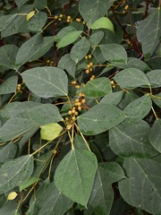 Ficus grossularioides