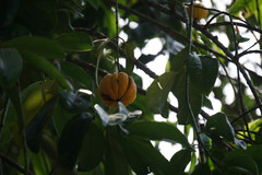Garcinia atroviridis