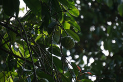 Garcinia atroviridis