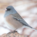 Pink-sided Junco - Photo (c) Steven Mlodinow, some rights reserved (CC BY-NC), uploaded by Steven Mlodinow