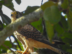 Falco tinnunculus image