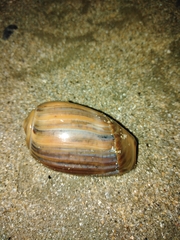 Olivancillaria urceus