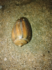 Olivancillaria urceus