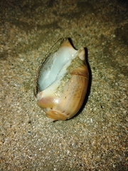 Olivancillaria urceus