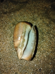 Olivancillaria urceus