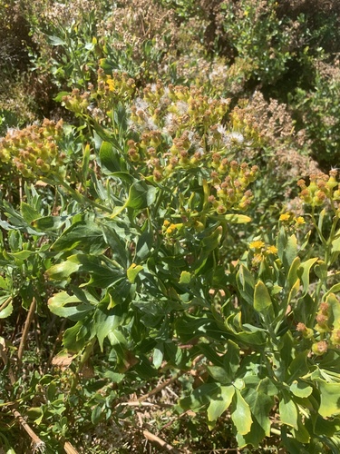 Senecio halimifolius, photograph 2