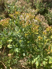 Senecio halimifolius, photograph (c) Dave Richardson, some rights reserved (CC BY)