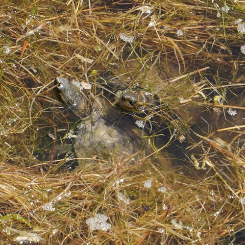 Mauremys rivulata