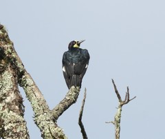 Melanerpes formicivorus