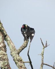 Melanerpes formicivorus