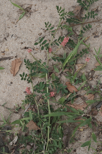 Indigofera hendecaphylla, photograph 4