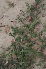 Indigofera hendecaphylla, photograph (c) fmunoz, some rights reserved (CC BY)