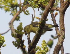 Spinus xanthogastrus