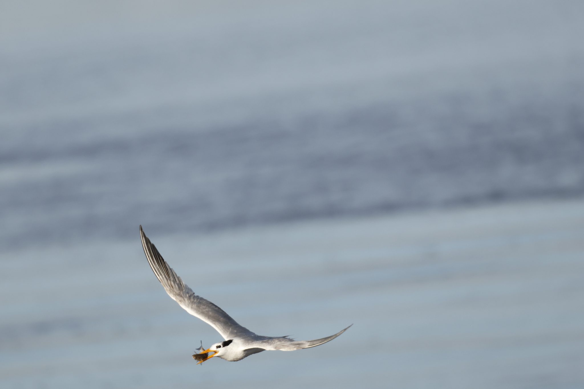 Lesser Crested Tern