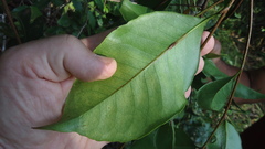 Zanthoxylum petiolare