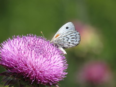 Argyrophorus argenteus