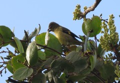 Spinus xanthogastrus