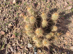 Echinocereus engelmannii