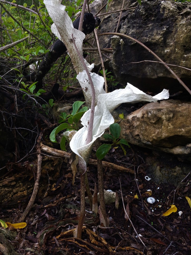 Amorphophallus ankarana