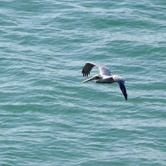 Pelecanus occidentalis