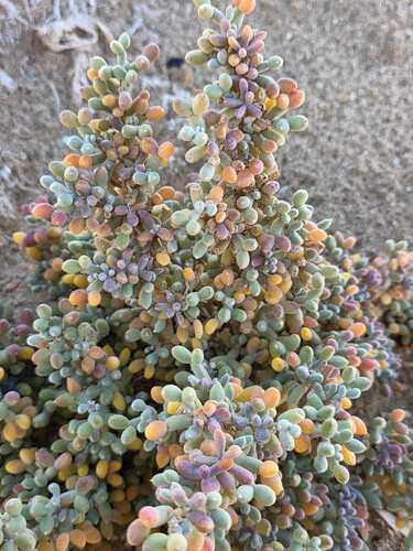 Zygophyllum album