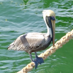 Pelecanus occidentalis