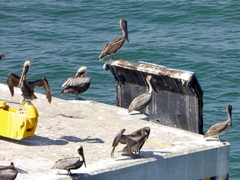 Pelecanus occidentalis