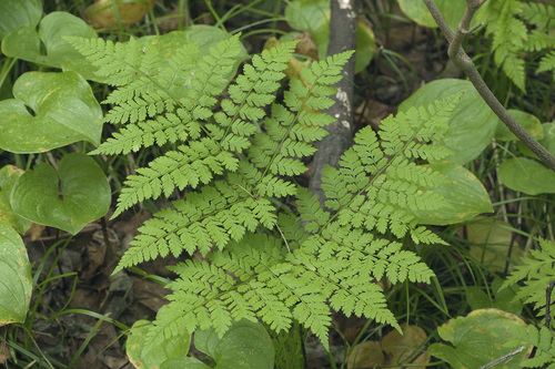 Amur wood fern