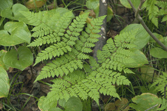 Dryopteris amurensis