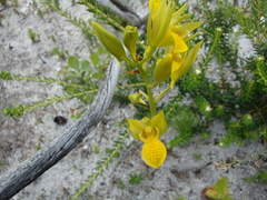 Orthochilus litoralis