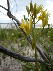 Orthochilus litoralis