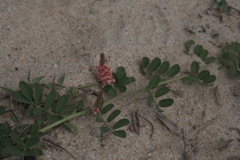 Indigofera hendecaphylla, photograph (c) fmunoz, some rights reserved (CC BY)