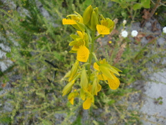 Orthochilus litoralis