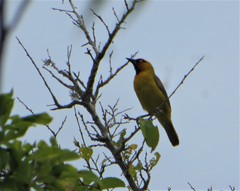 Ploceus ocularis suahelicus