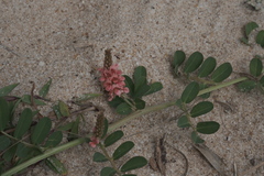 Indigofera hendecaphylla, photograph (c) fmunoz, some rights reserved (CC BY)