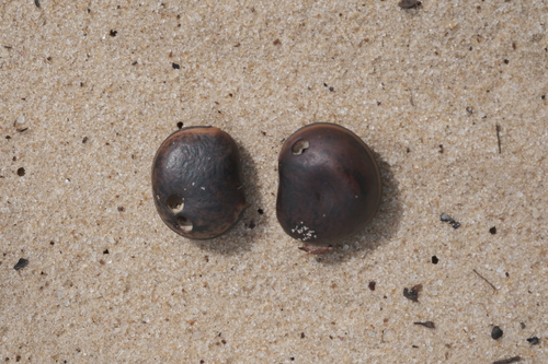 Macropsychanthus comosus observed 2025-11-29