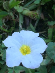 Nierembergia rivularis