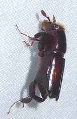 Platypodinae