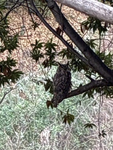 View observation of {o.common_name} on iNaturalist