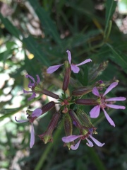 Cuphea fruticosa