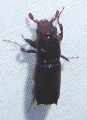 Platypodinae