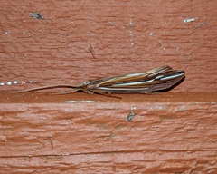 Psychoglypha bella