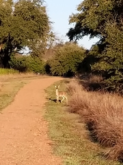 Odocoileus virginianus texanus