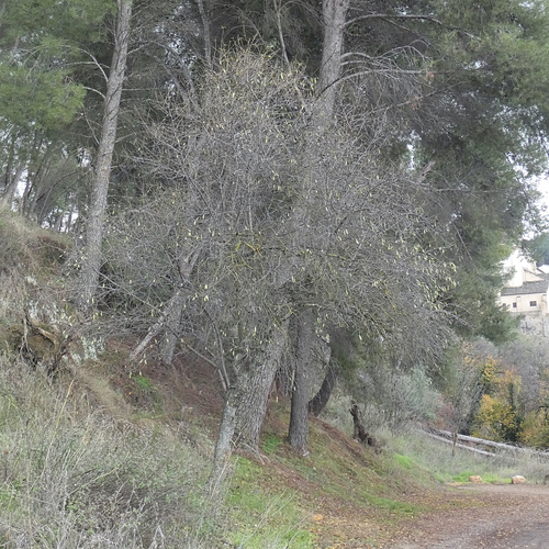 Avistamiento Almendro